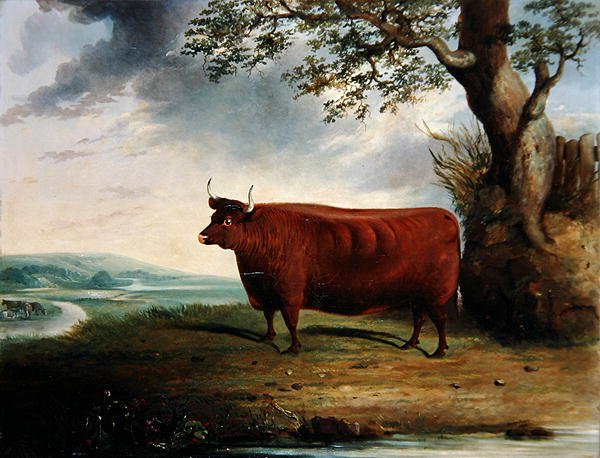 Portrét hnědé krávy od George Fenn