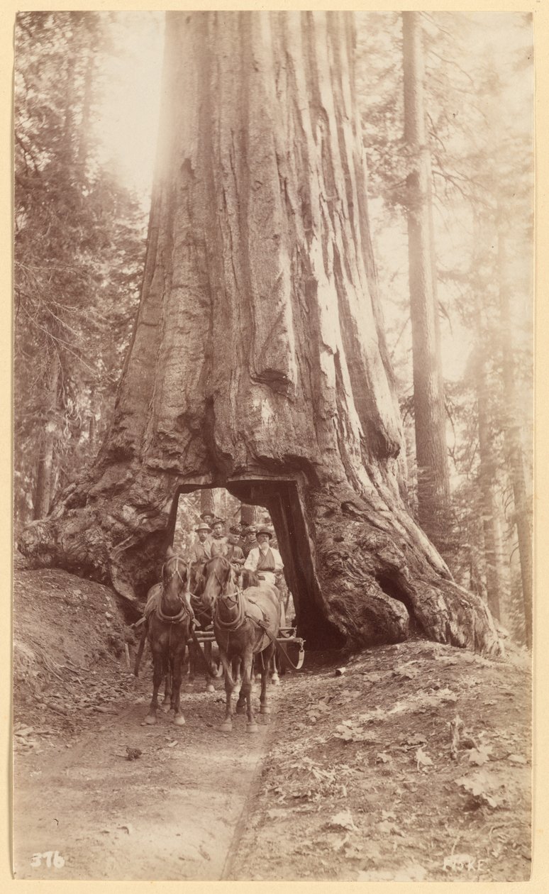 Wawona. ukazuje stadium stromu (průměr 30 stop). Mariposa Grove. od George Fiske