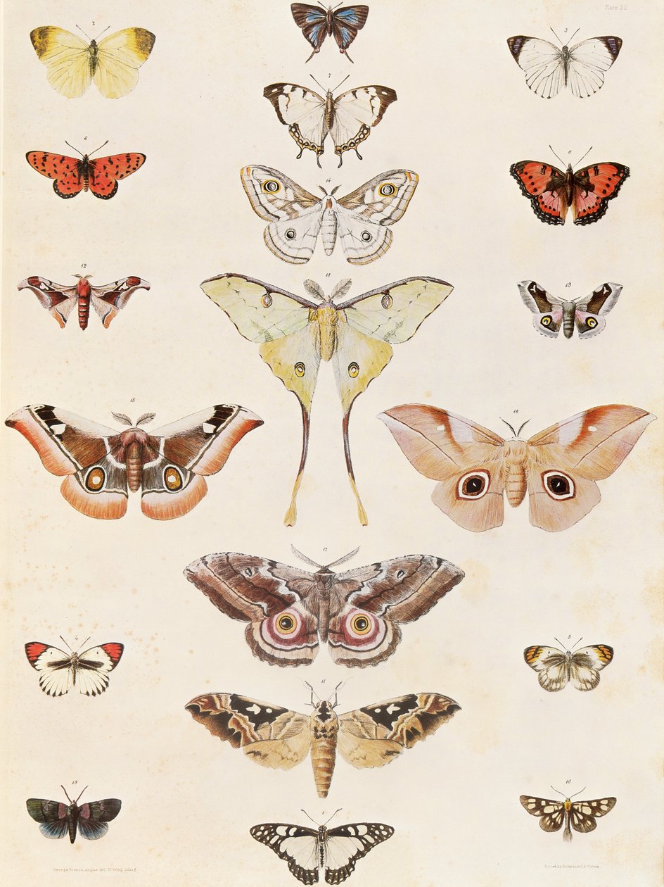 Lepidoptera z Natalu a země Zulu od George French Angas