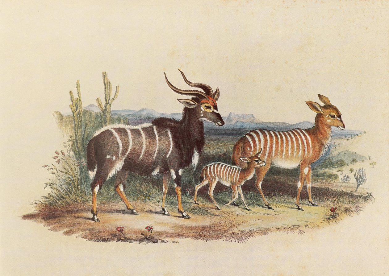 Nyala od George French Angas