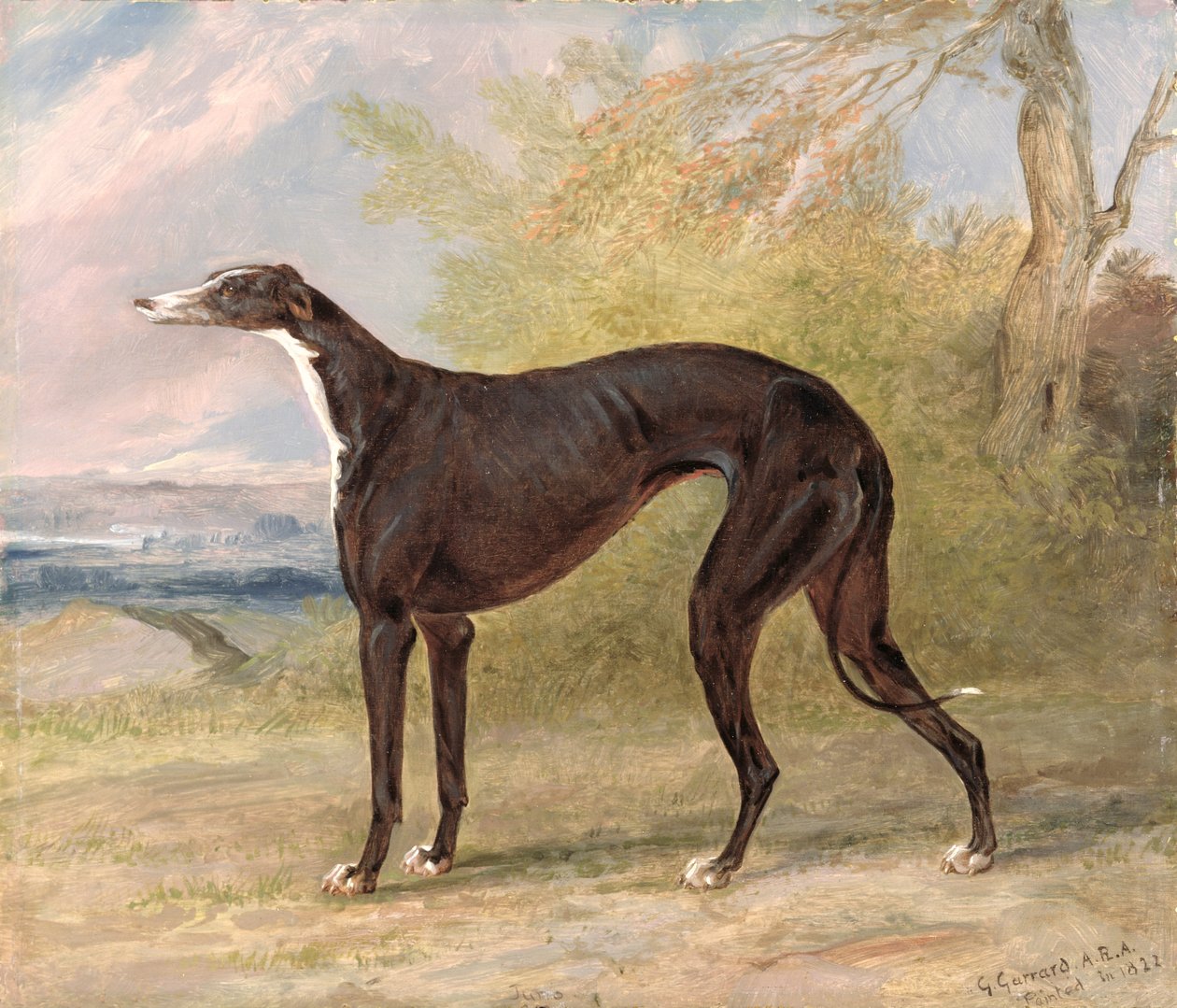 Jeden z vítězných chrtů George Lane Foxe: Black and White Greyhound Fena, Juno, také známá jako Elizabeth od George Garrard