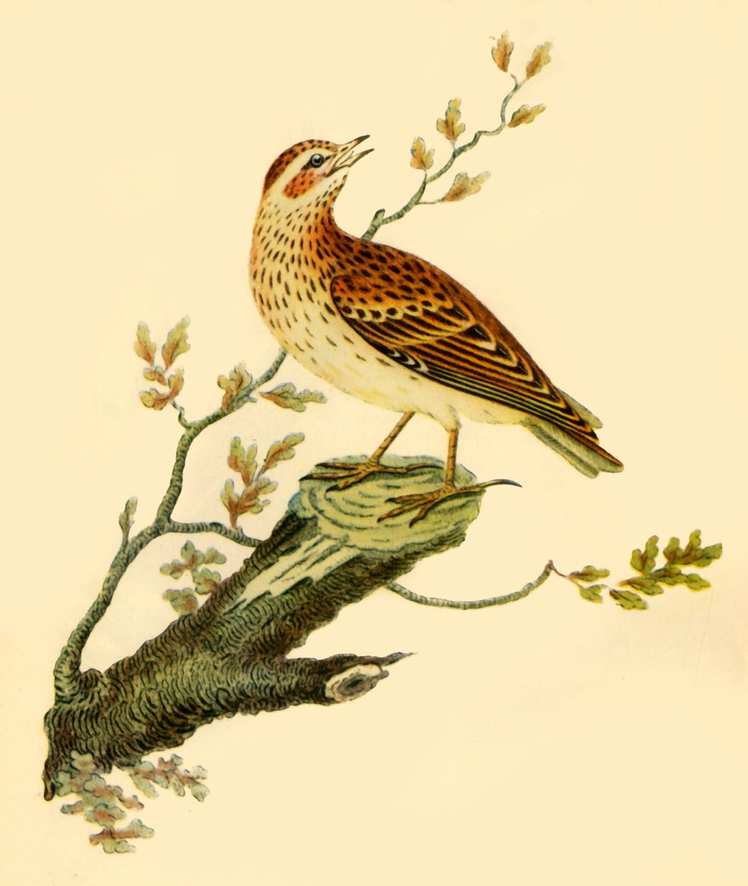 "Woodlark", 1821, 1942. od George Graves