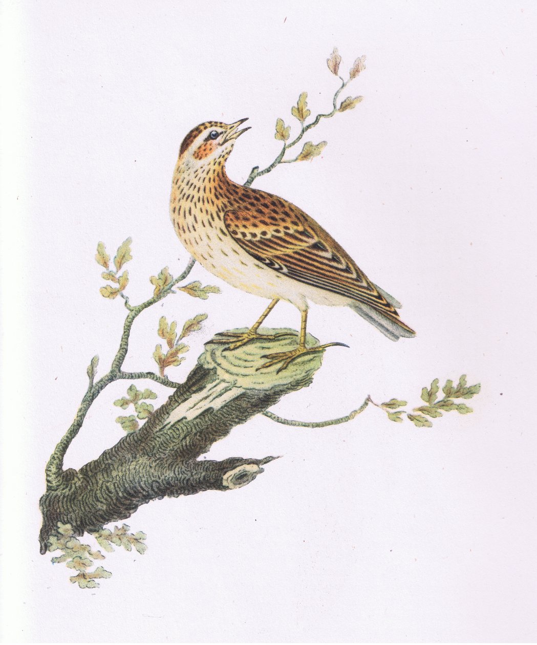 Woodlark, Nature in Britain vydal Collins od George Graves