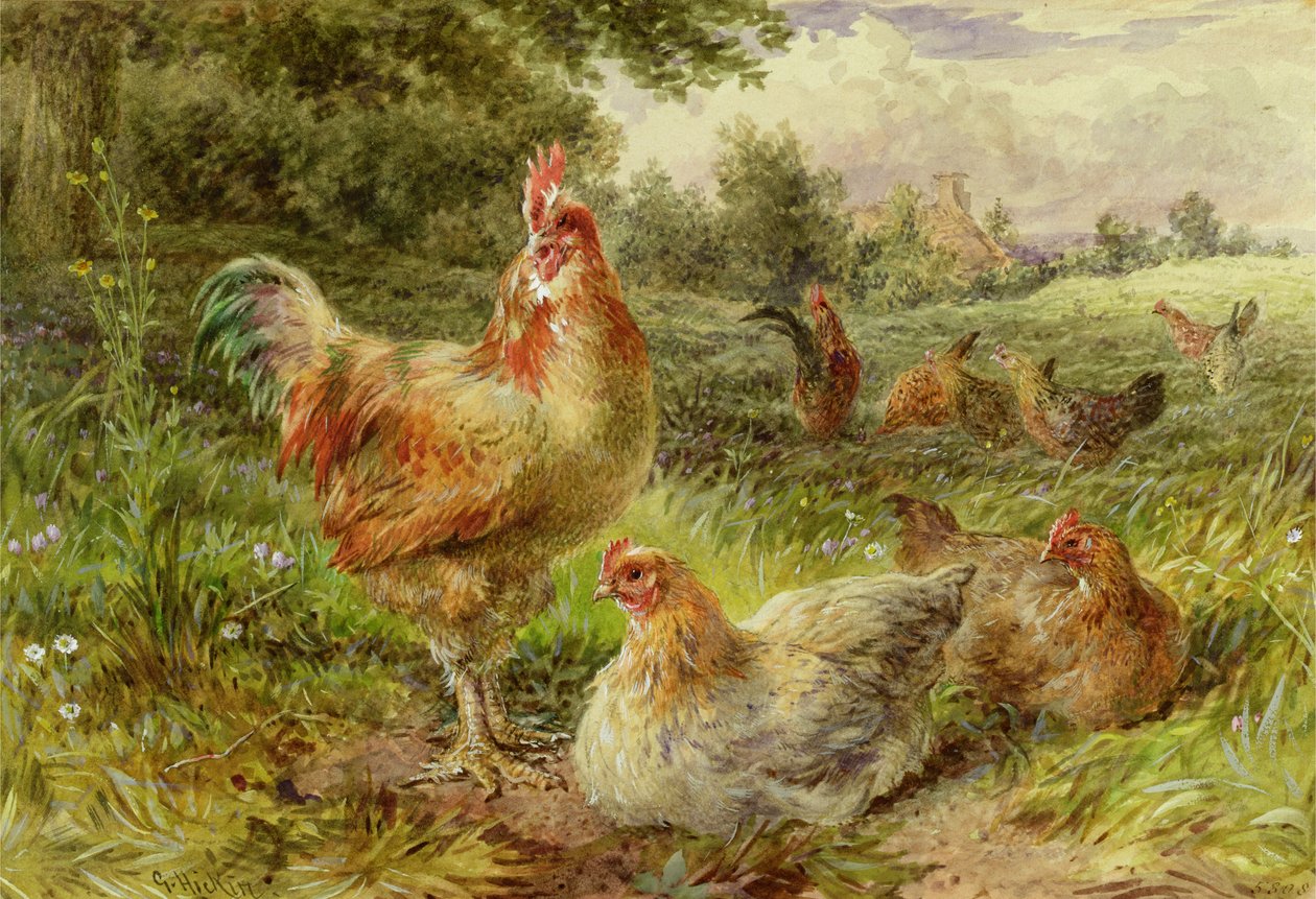 Cochin China Fowls od George Hickin