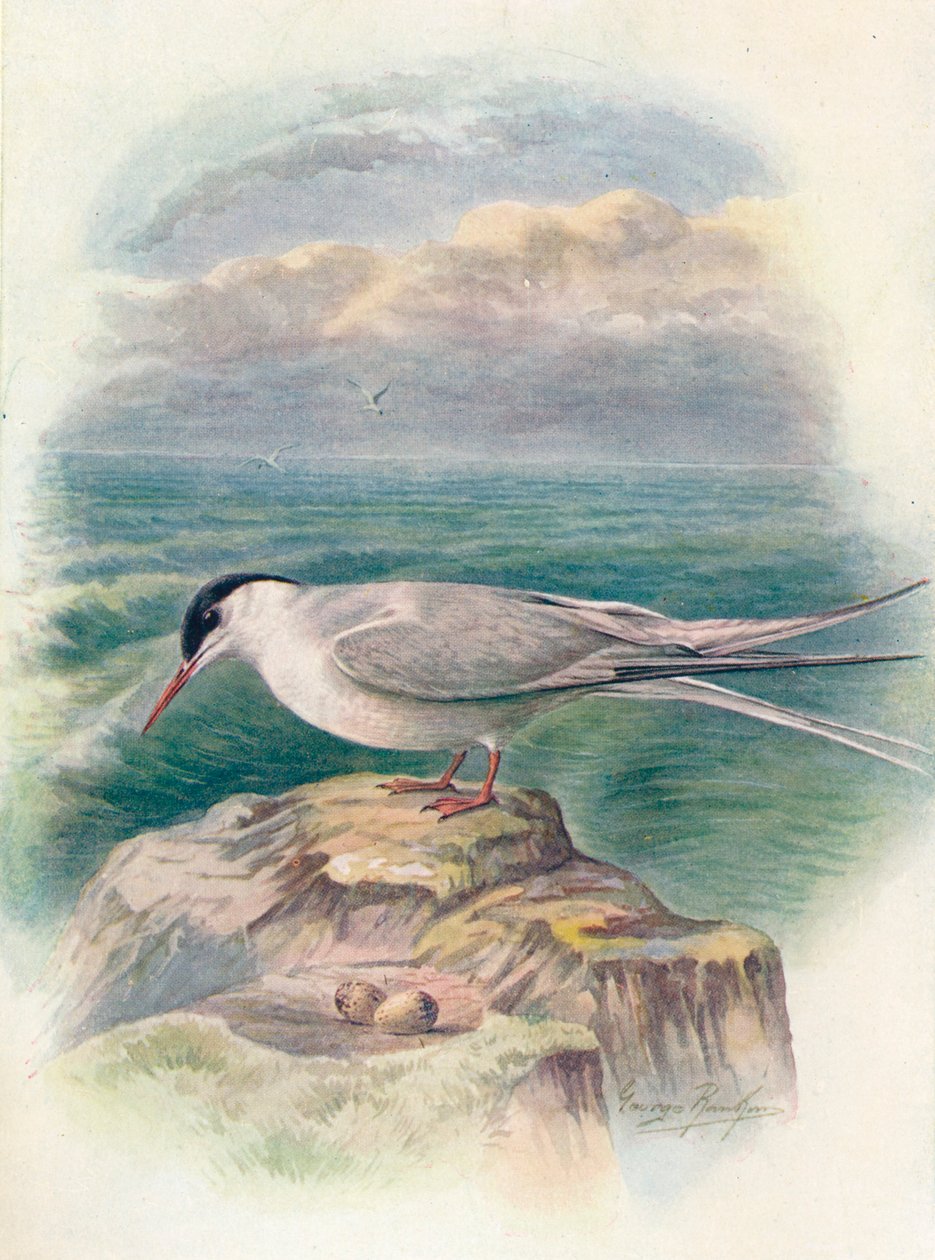 Rybák arktický - Sterna macrura, c1910, 1910 od George James Rankin
