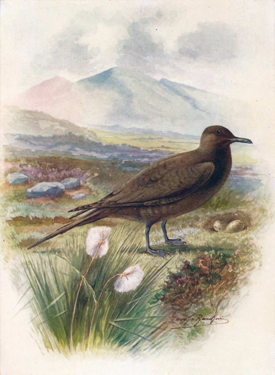 Arctic nebo Richardsons Skua - Stercorarius crepidalus, c1910, 1910 od George James Rankin