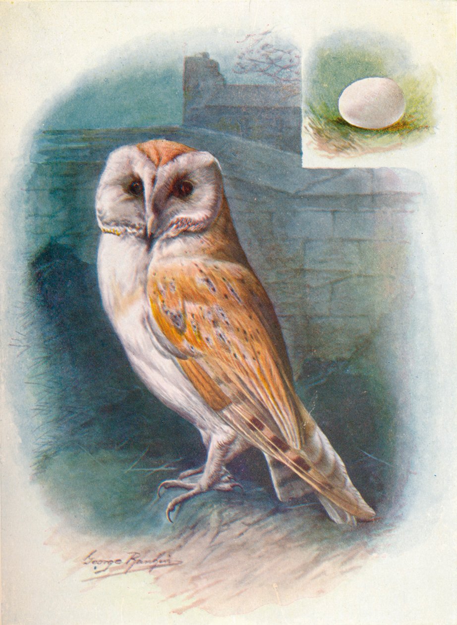 Sova pálená - Strix flammea, c1910, 1910 od George James Rankin
