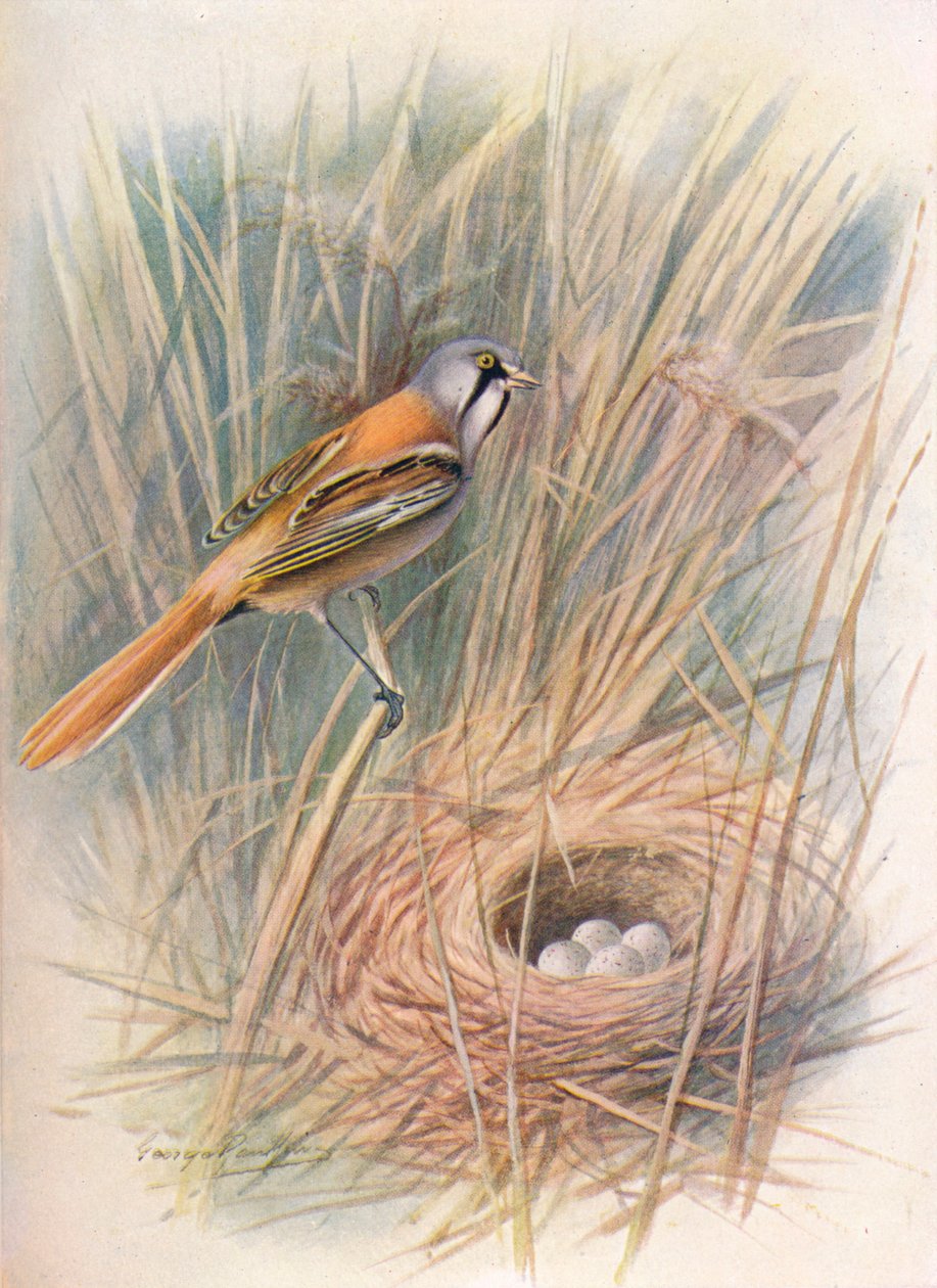 Sýkora vousatá nebo rákosník - Panurus biarmicus, c1910, 1910 od George James Rankin