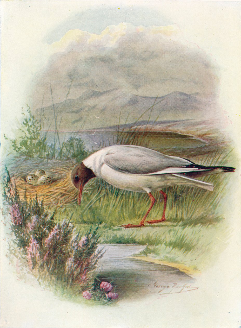 Racek černohlavý - Larus ridibundus, c1910, 1910 od George James Rankin