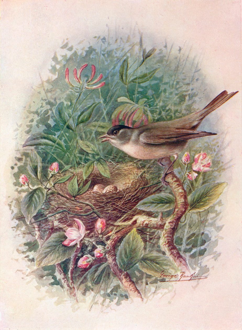 Blackcap - Sylvia atricapilla, c1910, 1910 od George James Rankin