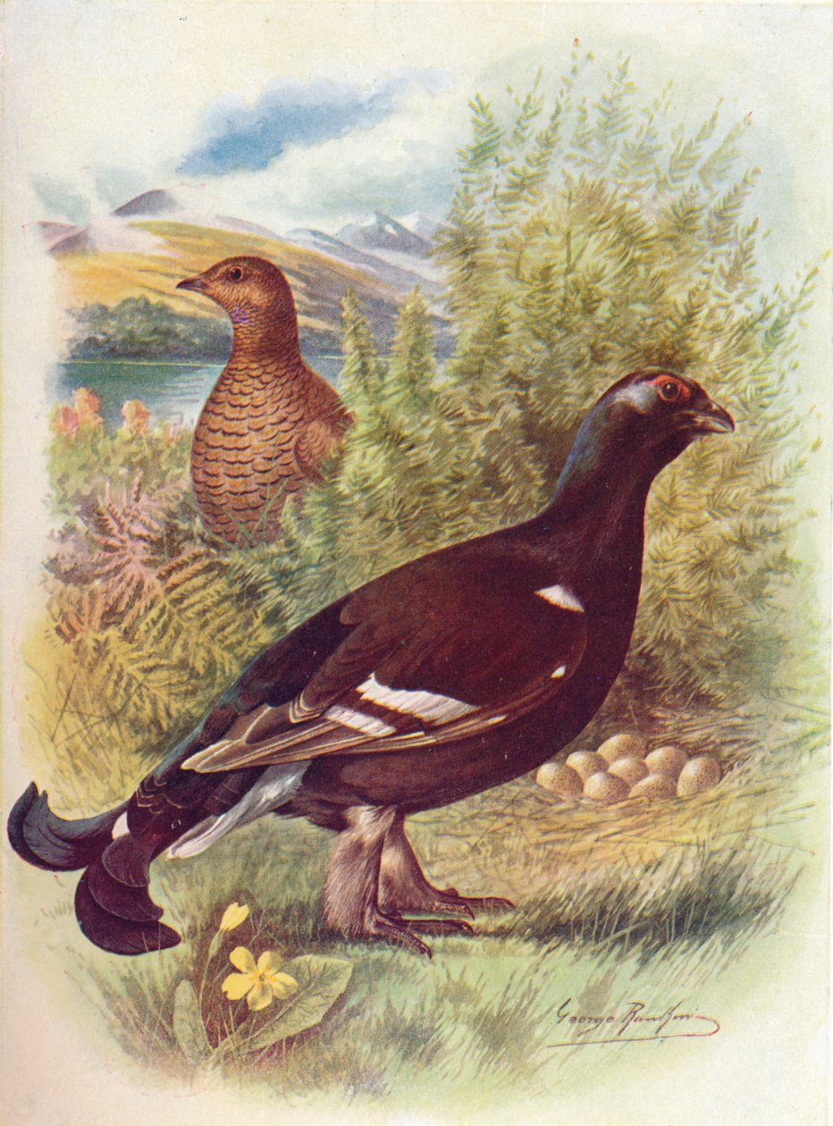 Blackcock nebo tetřívek - Tetrao tetrix, c1910, 1910 od George James Rankin