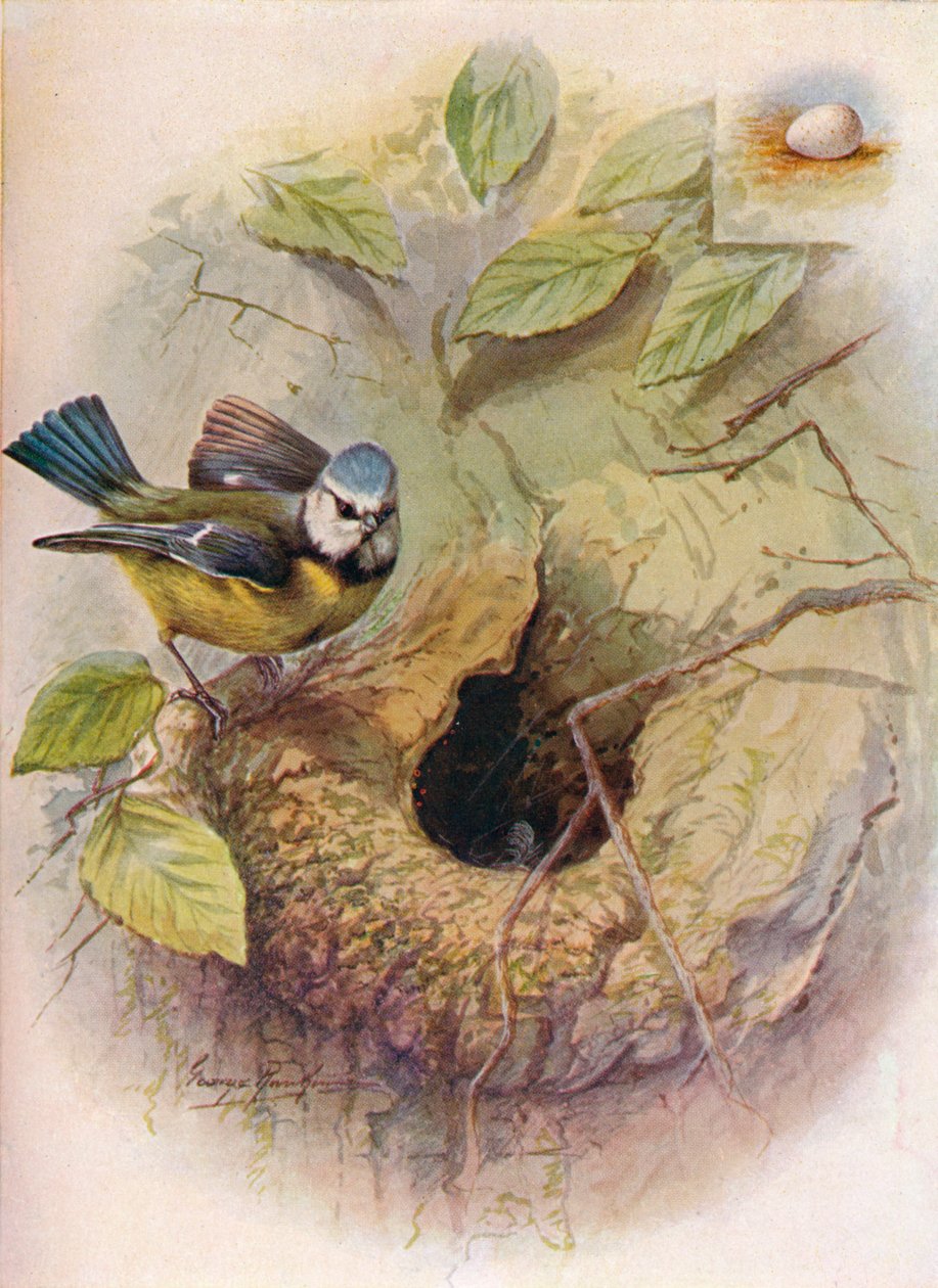 Sýkora modřinka - Parus caeruleus, c1910, 1910 od George James Rankin