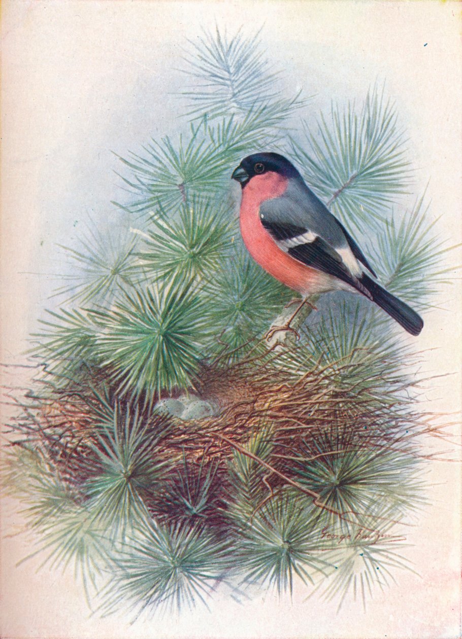 Hýl obecný - Pyrrhua europaea, c1910, 1910 od George James Rankin