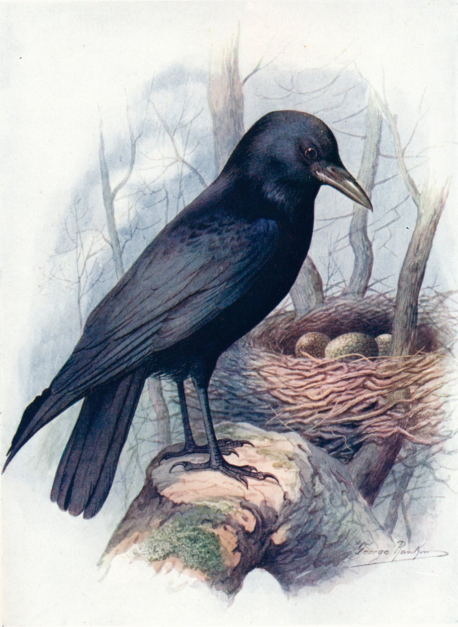 Carrion-Crow - Corvus corone, c1910, 1910 od George James Rankin