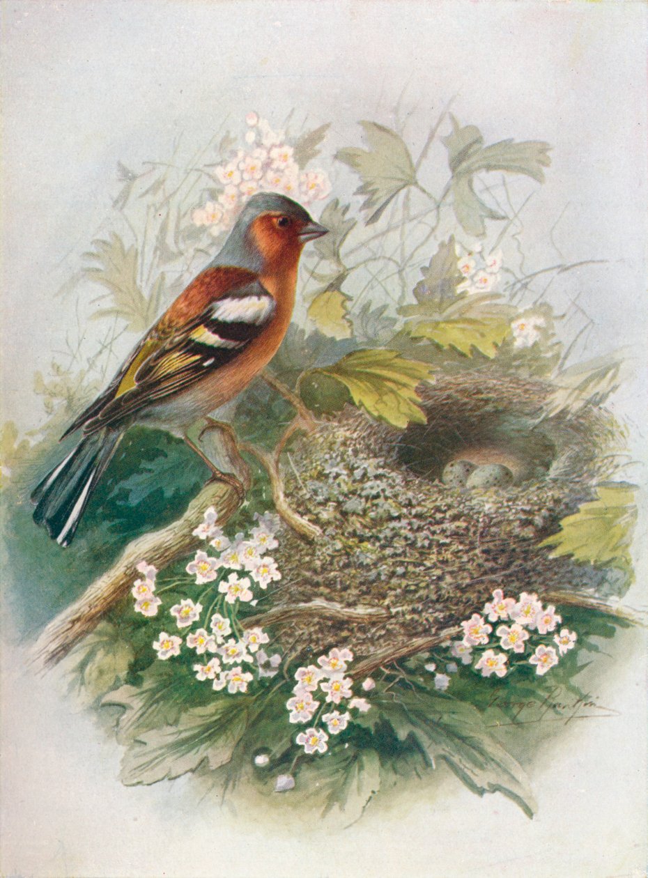 Pěnkava - neprovdaná Fringilla, c1910, 1910 od George James Rankin