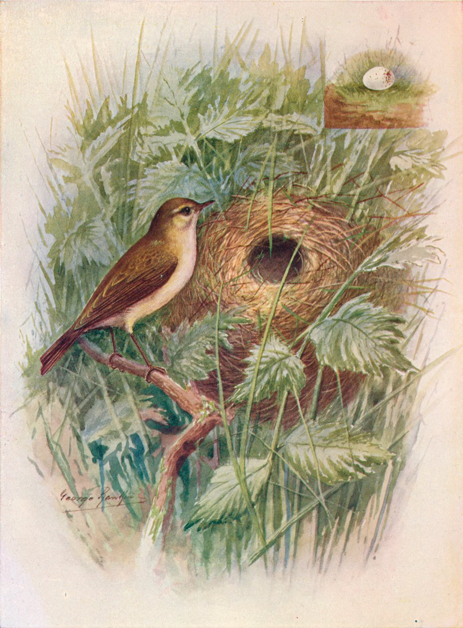 Chiff-Chaff - Phylloscopus rufus, c1910, 1910 od George James Rankin