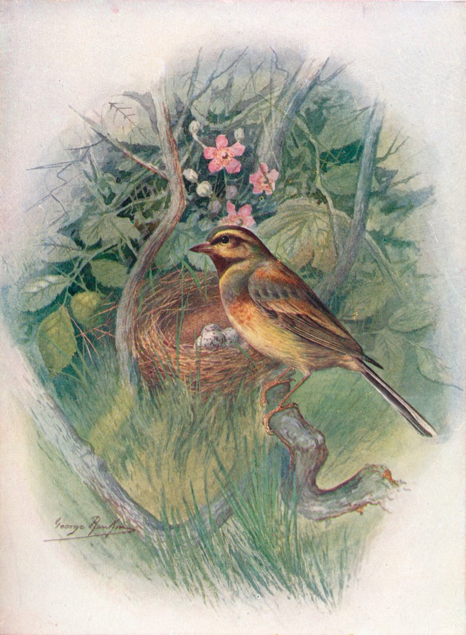 Cirl-Bunting - Emberiza cirlus, c1910, 1910 od George James Rankin