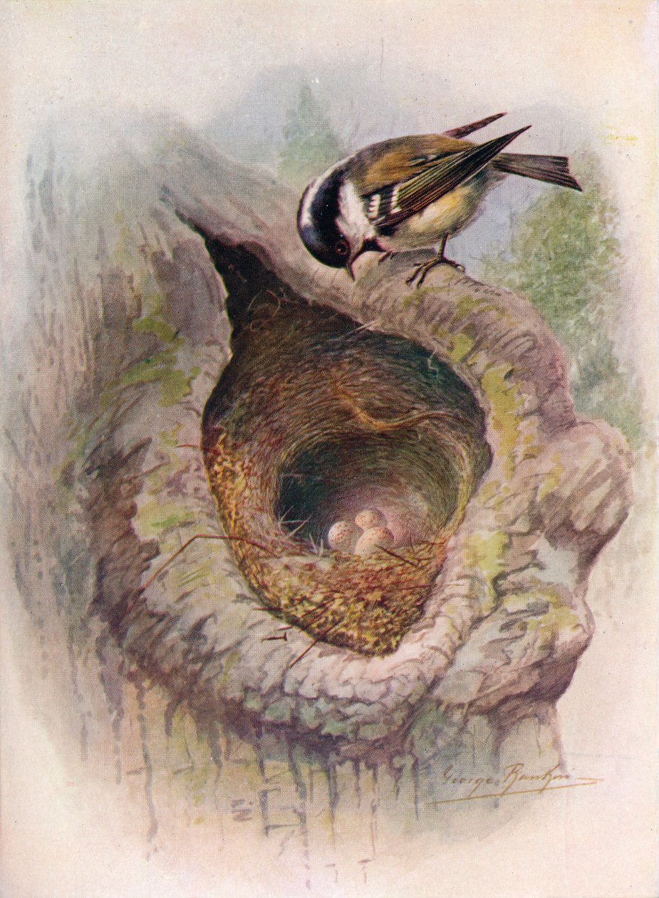 Coal-Tit - Objevil se ater, c1910, 1910 od George James Rankin