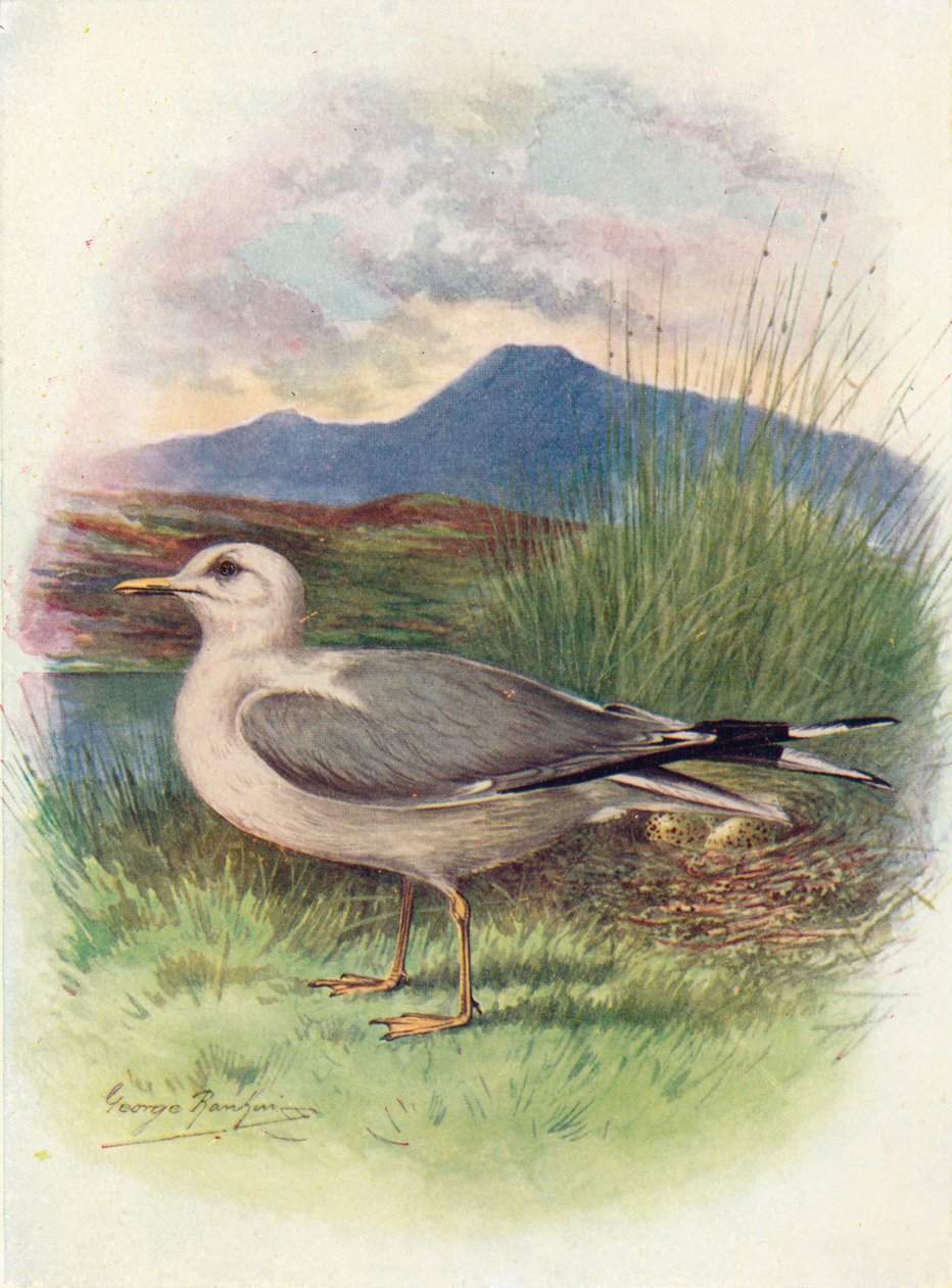 Racek obecný - Larus canus, c1910, 1910 od George James Rankin
