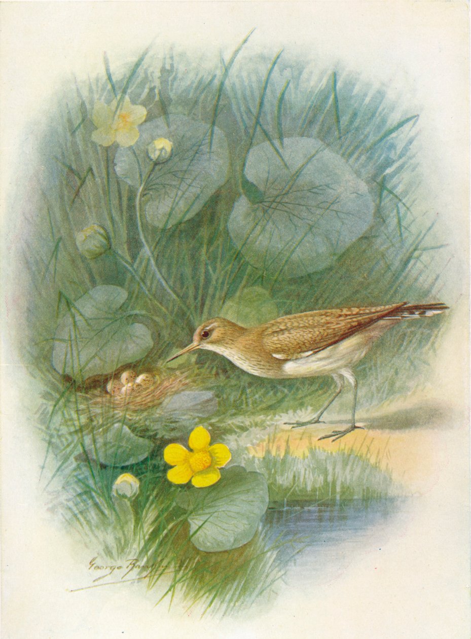 Jespák obecný - Totanus hypoleucus, c1910, 1910 od George James Rankin