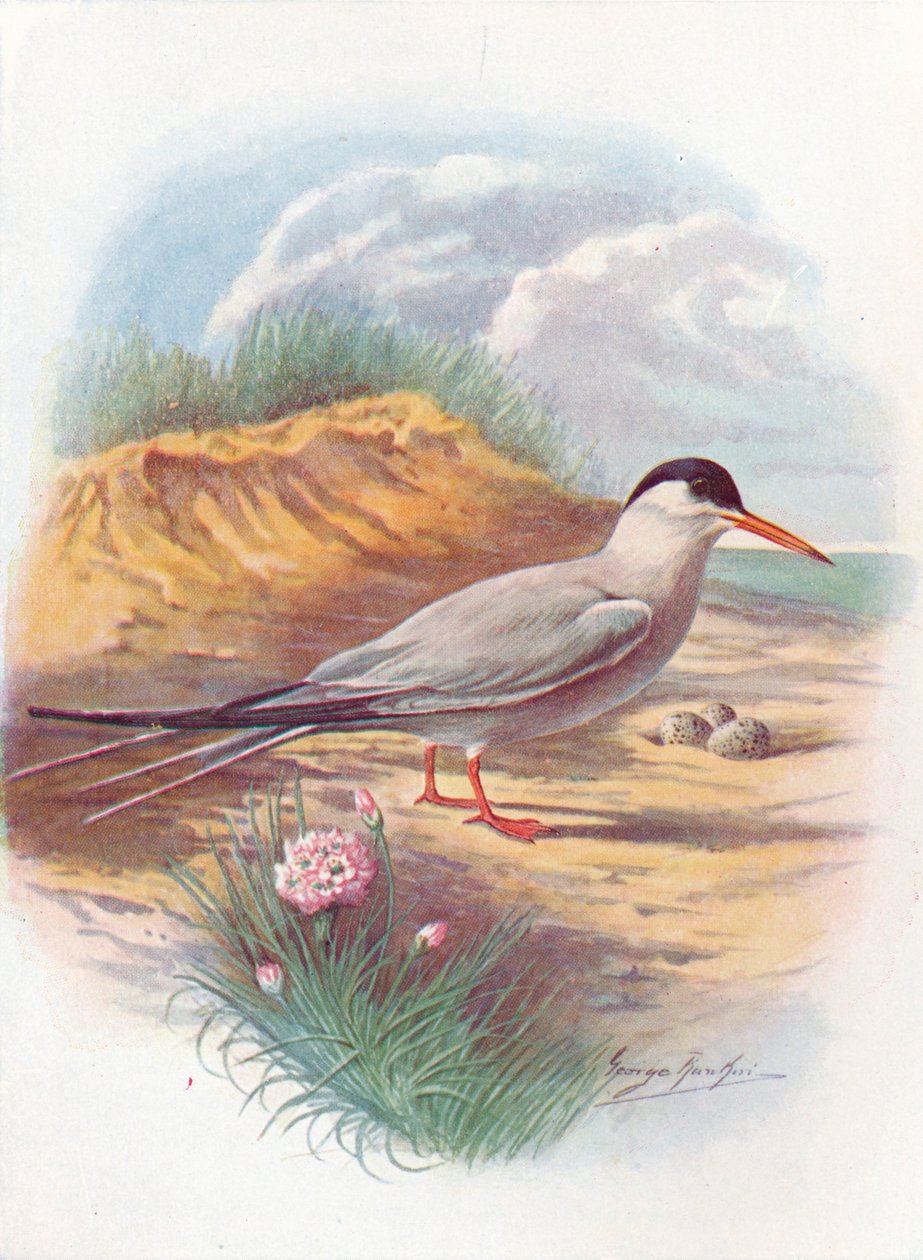 Rybák obecný - Sterna fluviatilis, c1910, 1910 od George James Rankin