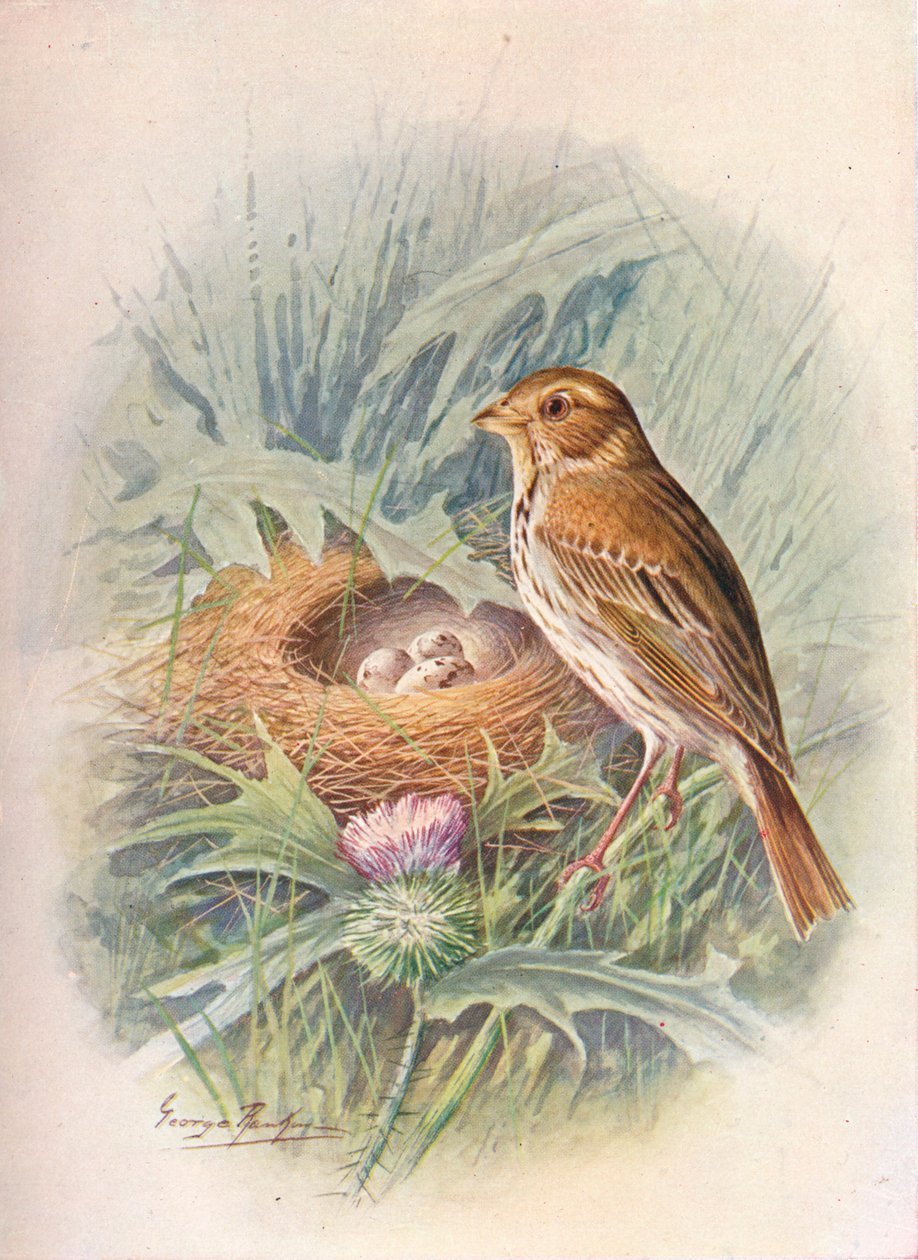 Strnad kukuřičný - Emberiza miliaria, c1910, 1910 od George James Rankin