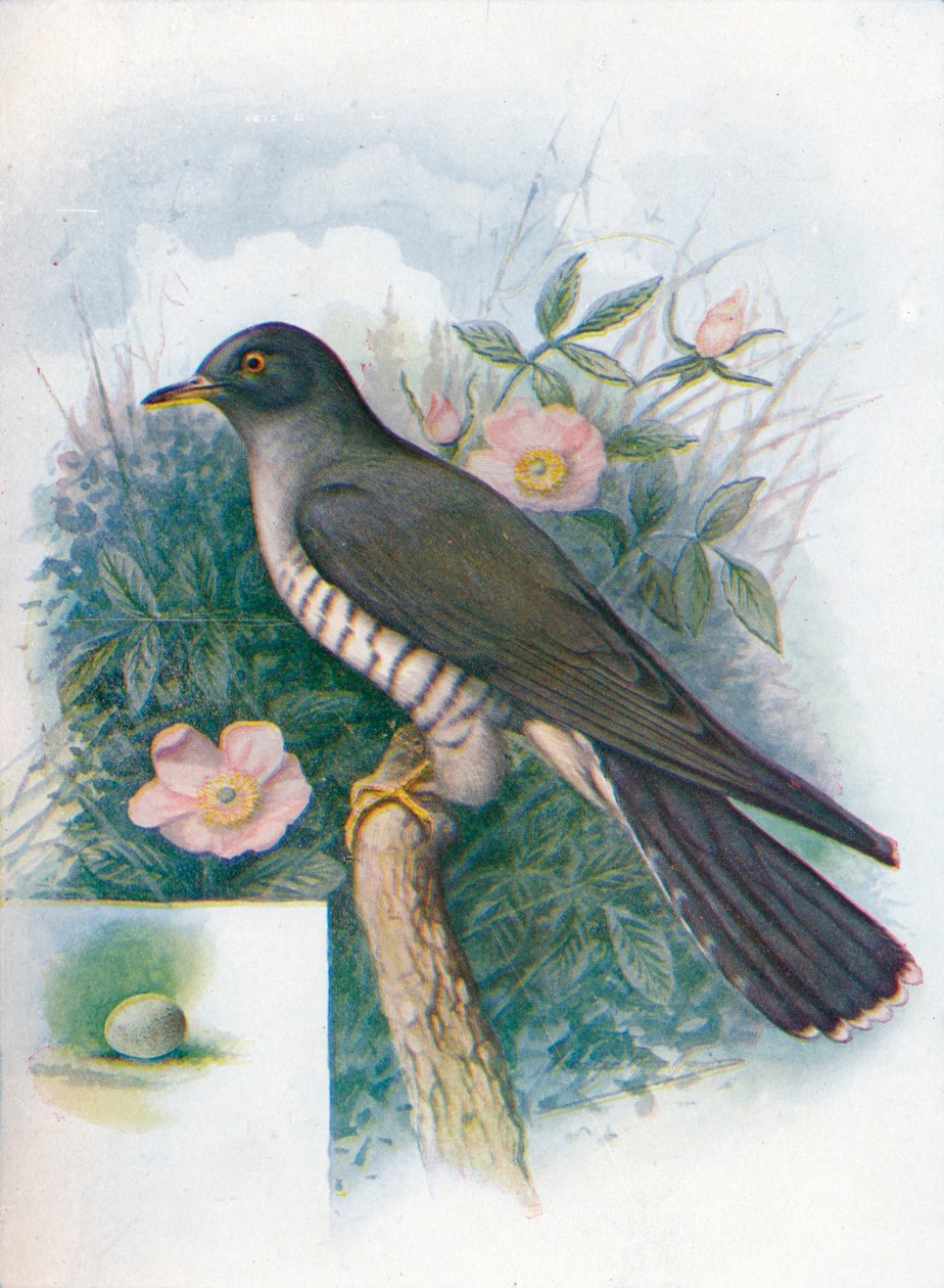 Kukačka - Cuculus canorus, c1910, 1910 od George James Rankin