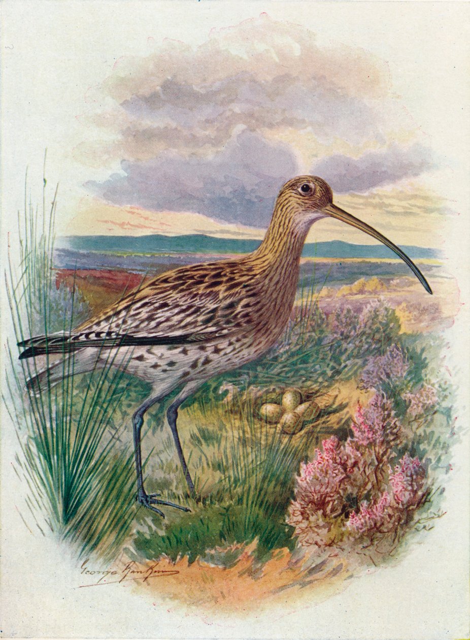 Curlew - Numenius arquata, c1910, 1910 od George James Rankin