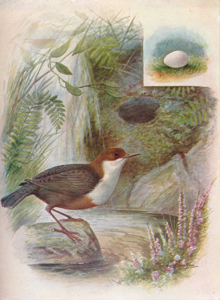 Naběračka nebo vodní oříšek - Cinclus aquaticus, c1910, 1910 od George James Rankin
