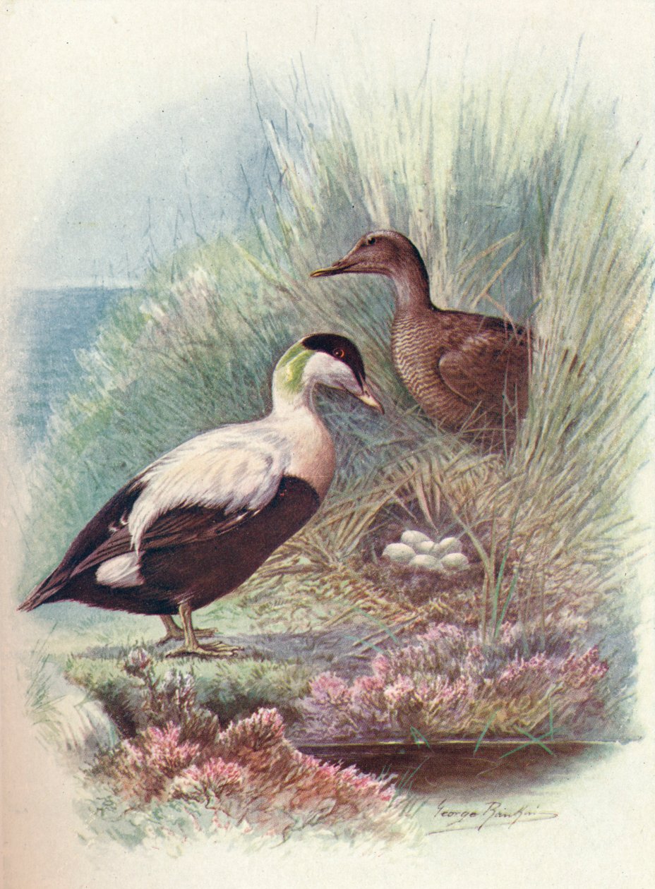 Kajka kajka - Somateria mollissima, c1910, 1910 od George James Rankin