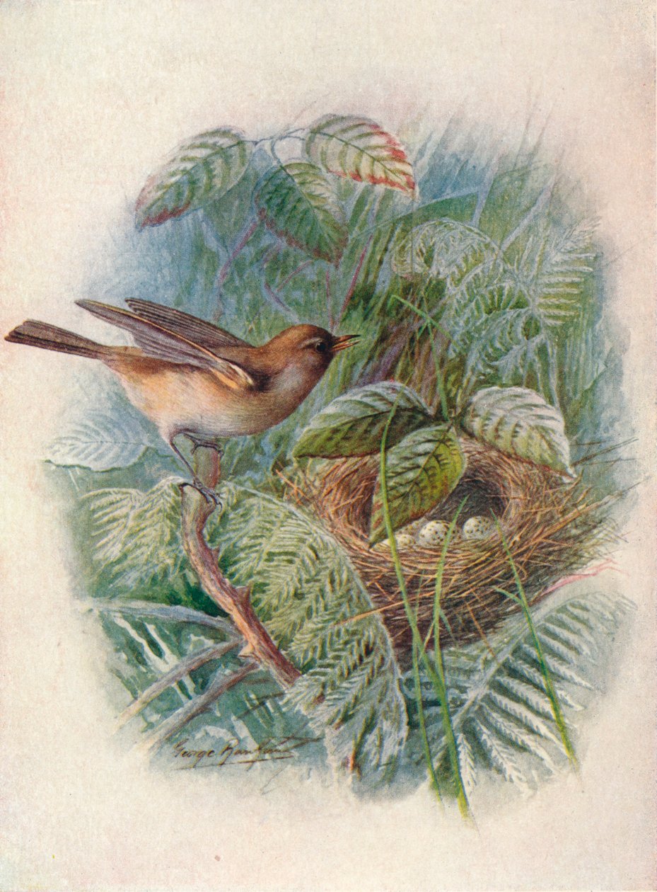 Zahradní pěnice - Sylvia hortensis, c1910, 1910 od George James Rankin