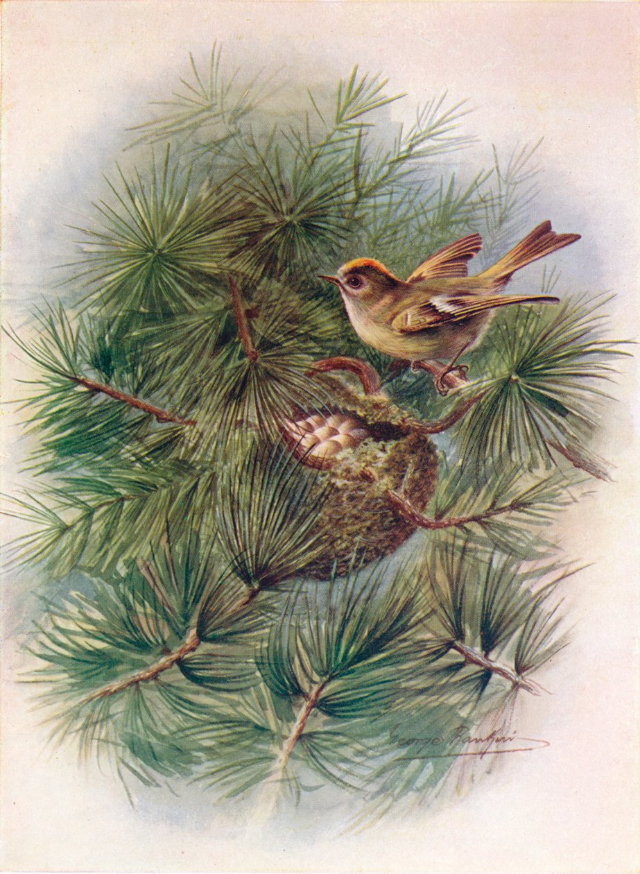 Goldcrest - Regulus cristatus, c1910, 1910 od George James Rankin