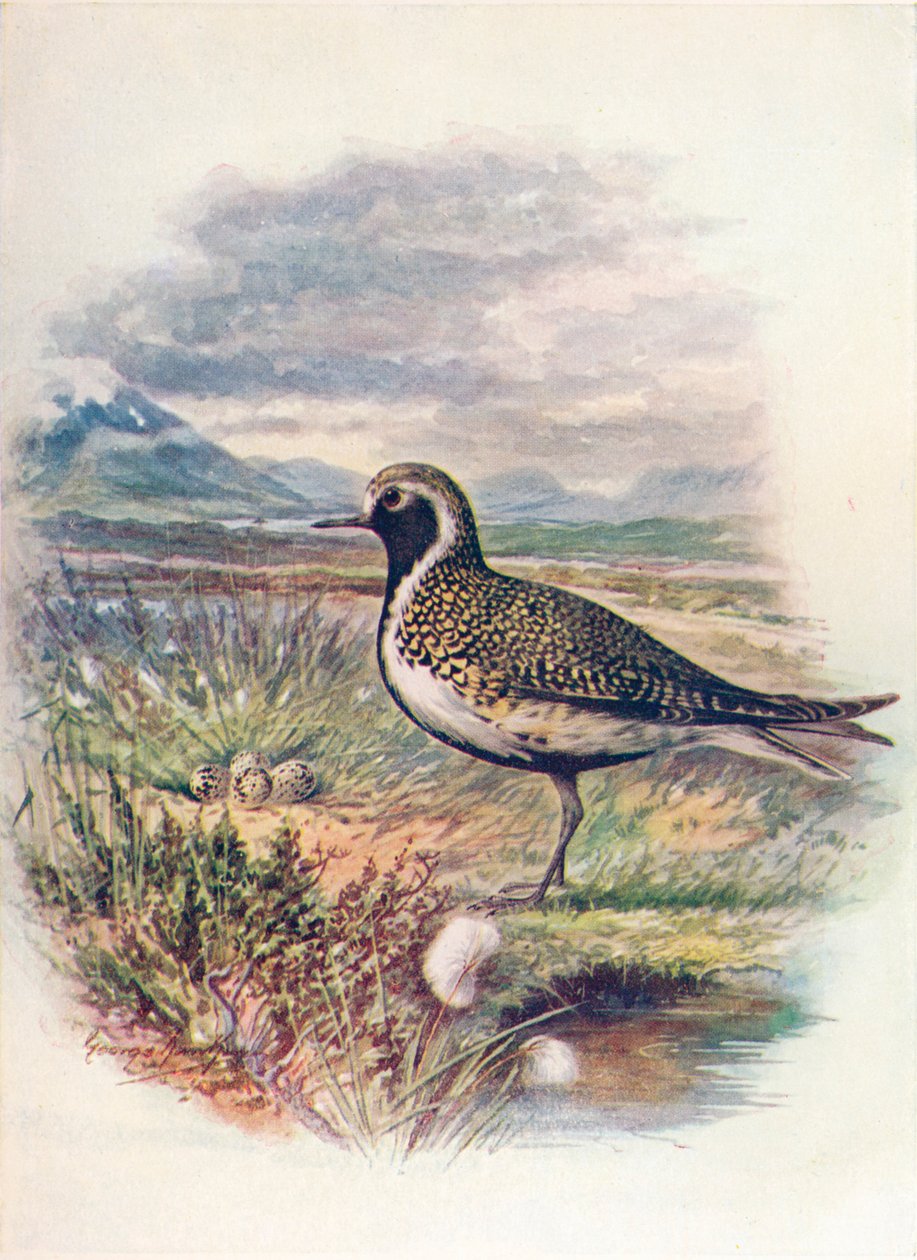Kulík zlatý - Charadrius pluvialis, c1910, 1910 od George James Rankin