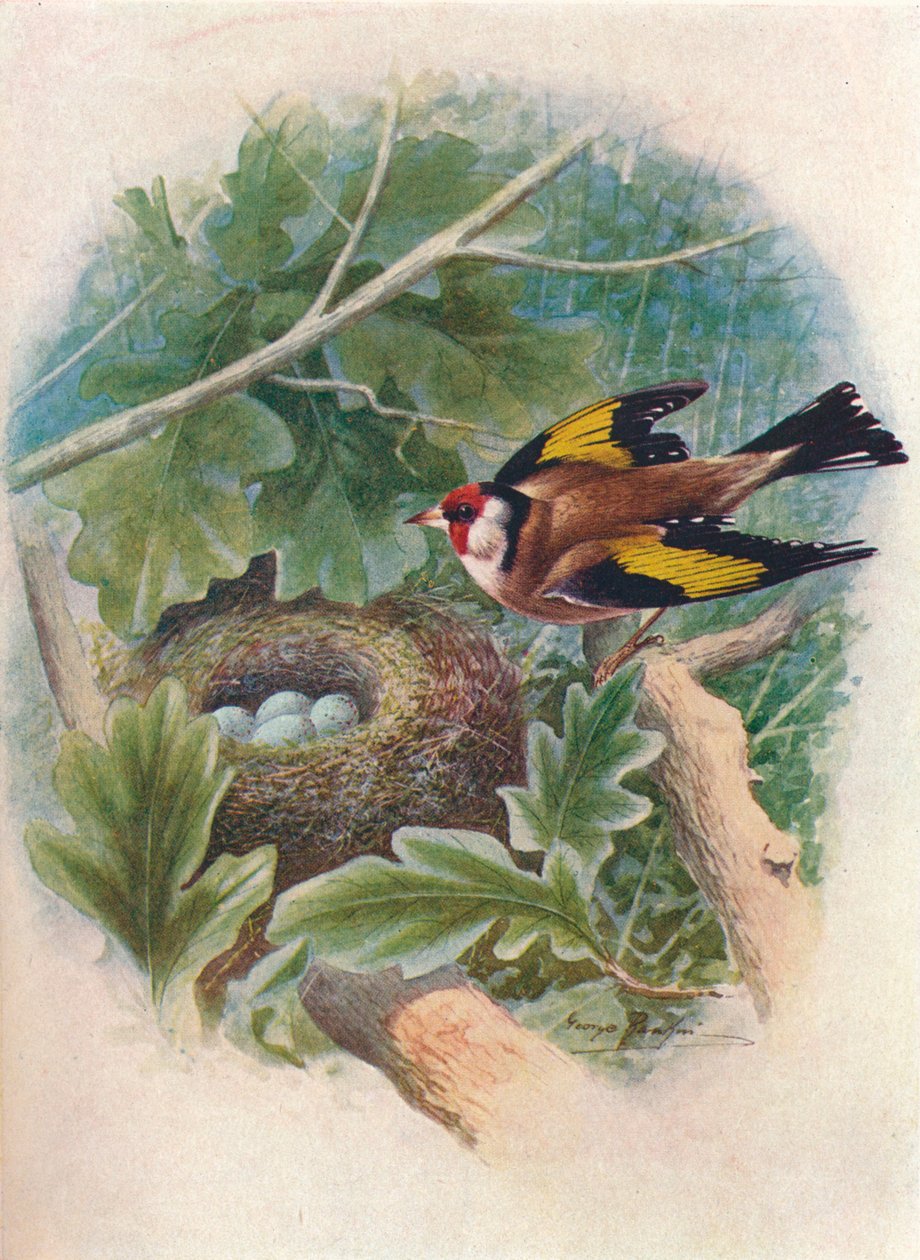 Stehlík - Carduelis elegans, c1910, 1910 od George James Rankin