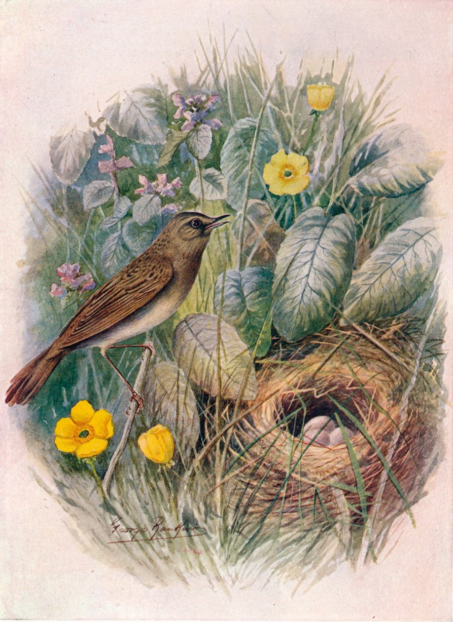 Grasshopper-Warbler - Locustella naevia, c1910, 1910 od George James Rankin
