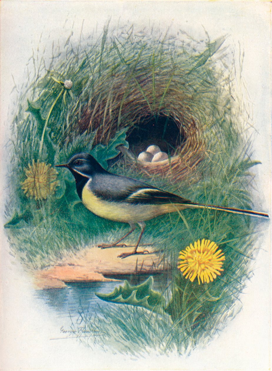Konipas šedý - Motacilla melanope, c1910, 1910 od George James Rankin