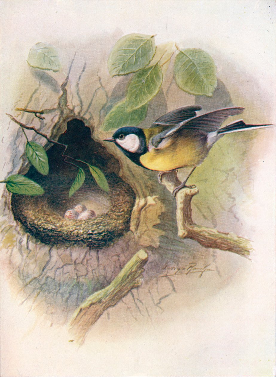 Sýkora koňadra - Parus major, c1910, 1910 od George James Rankin