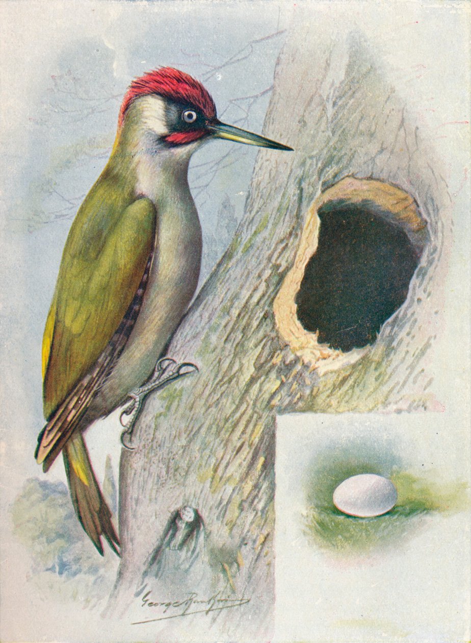 Datel zelený - Gecinus viridis, c1910, 1910 od George James Rankin