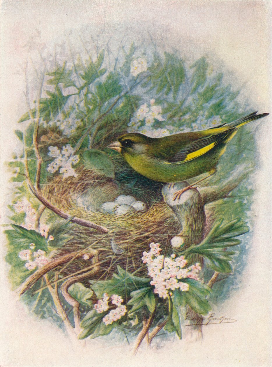 Zeleník zelený - Ligurinus chloris, c1910, 1910 od George James Rankin