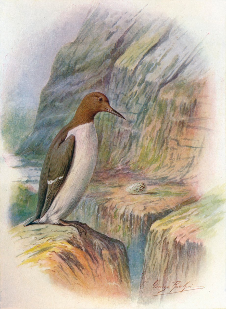 Guillemot - Uria troile, c1910, 1910 od George James Rankin