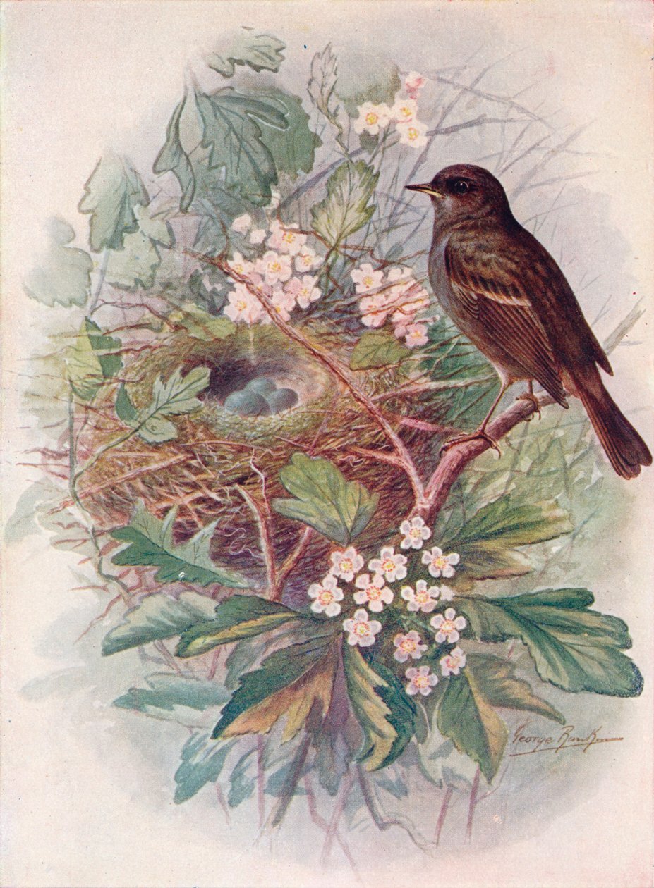 Hedgesparrow - Accentor modularis, c1910, 1910 od George James Rankin
