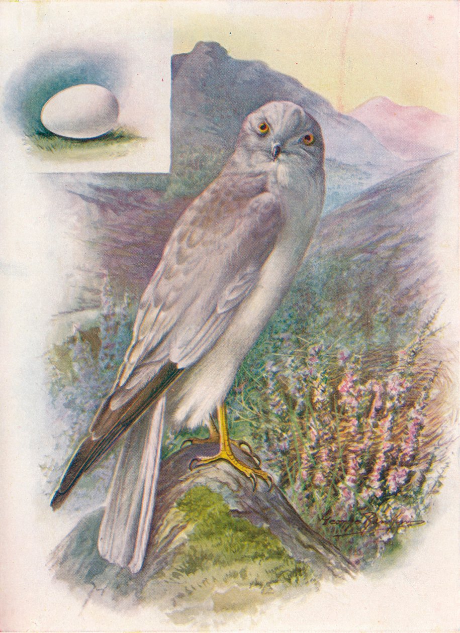 Hen-Harrier - Circus cyaneus, c1910, 1910 od George James Rankin