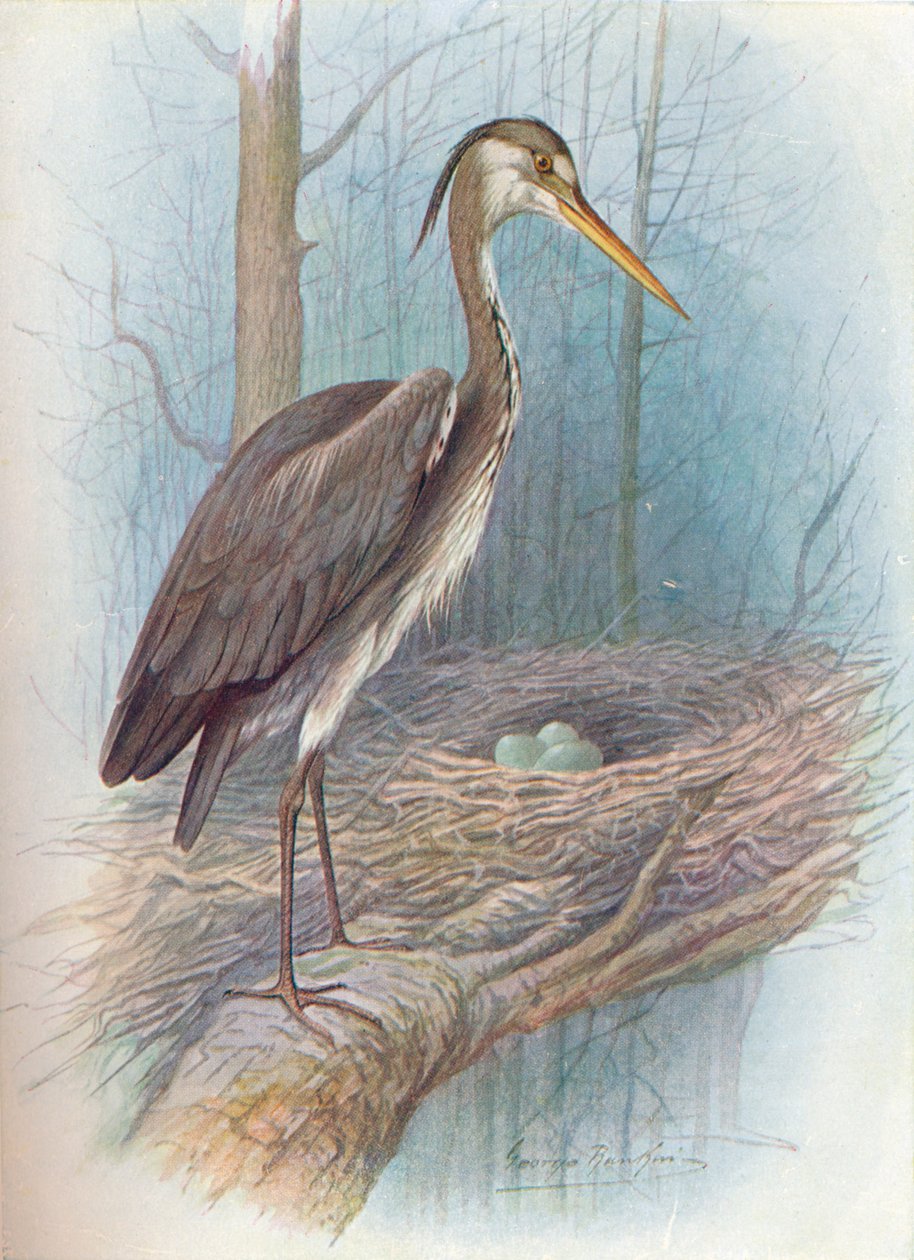 Volavka - Ardea cinerea, c1910, 1910 od George James Rankin