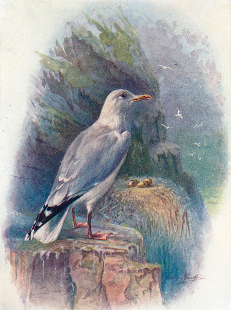 Racek stříbřitý - Larus argentatus, c1910, 1910 od George James Rankin