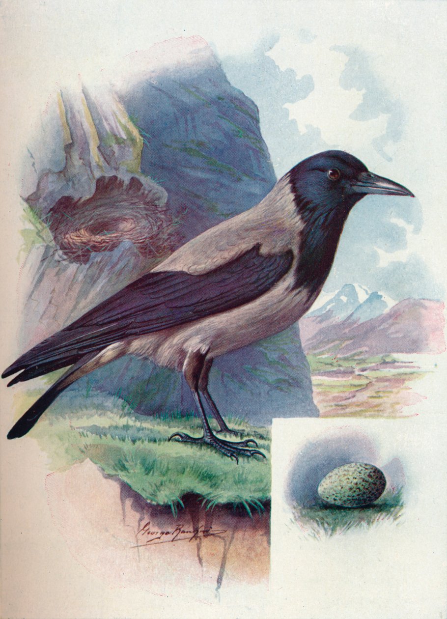 Vrána vrána - Corvus cornix, c1910, 1910 od George James Rankin