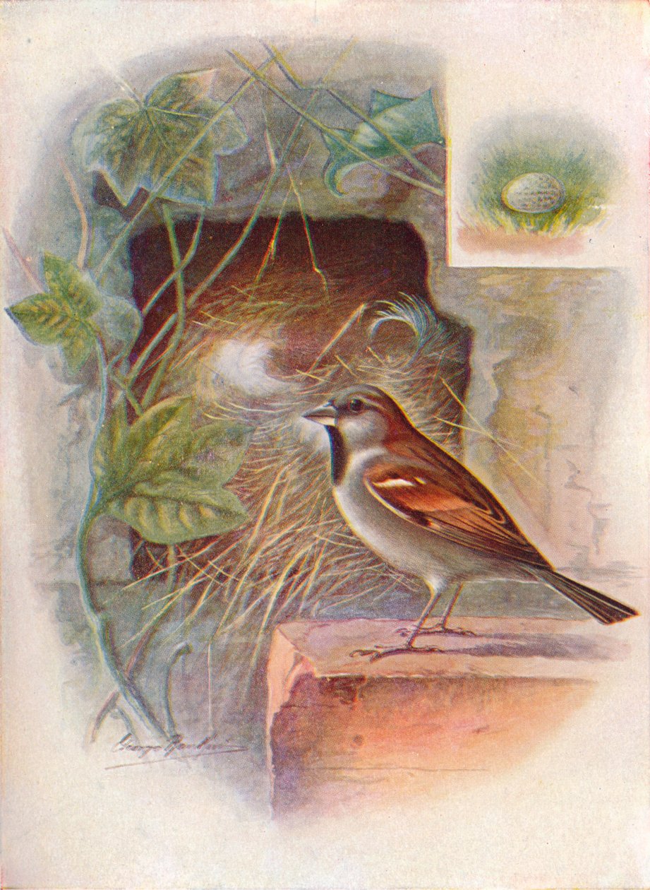 Vrabec domácí -- Passer domesticus, c1910, 1910 od George James Rankin