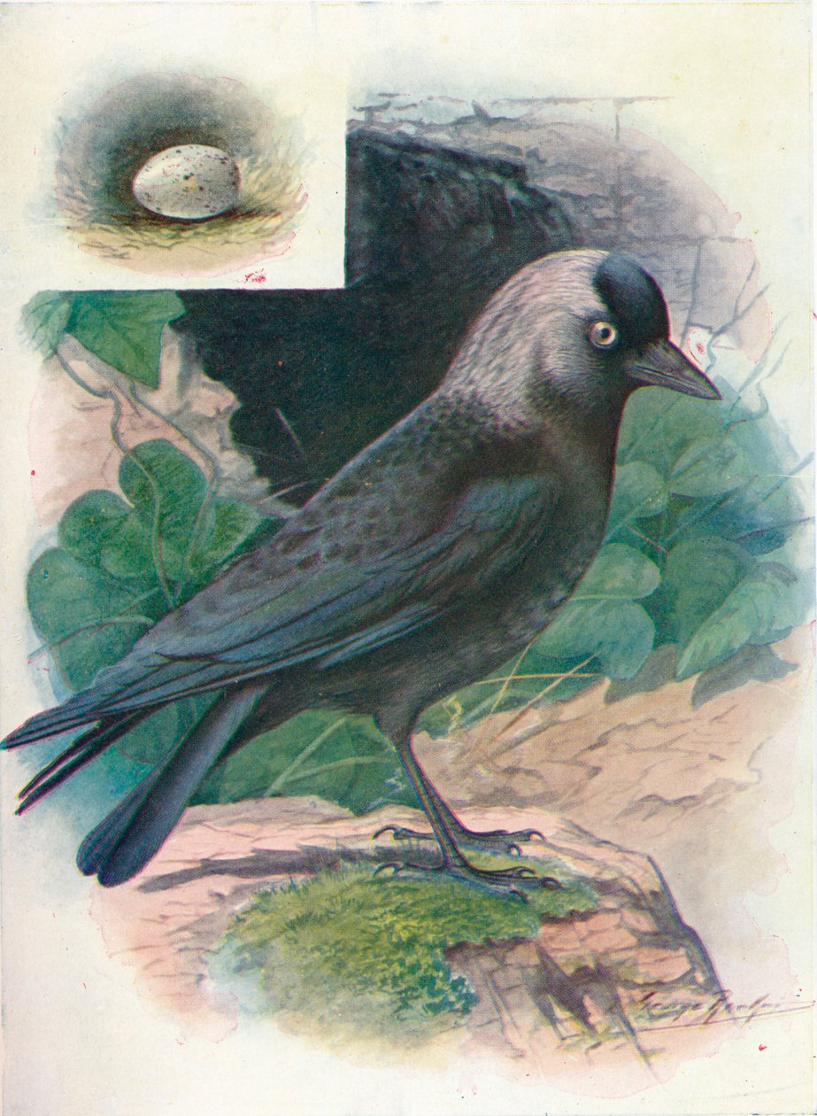 Kavka - Corvus monedula, c1910, 1910 od George James Rankin