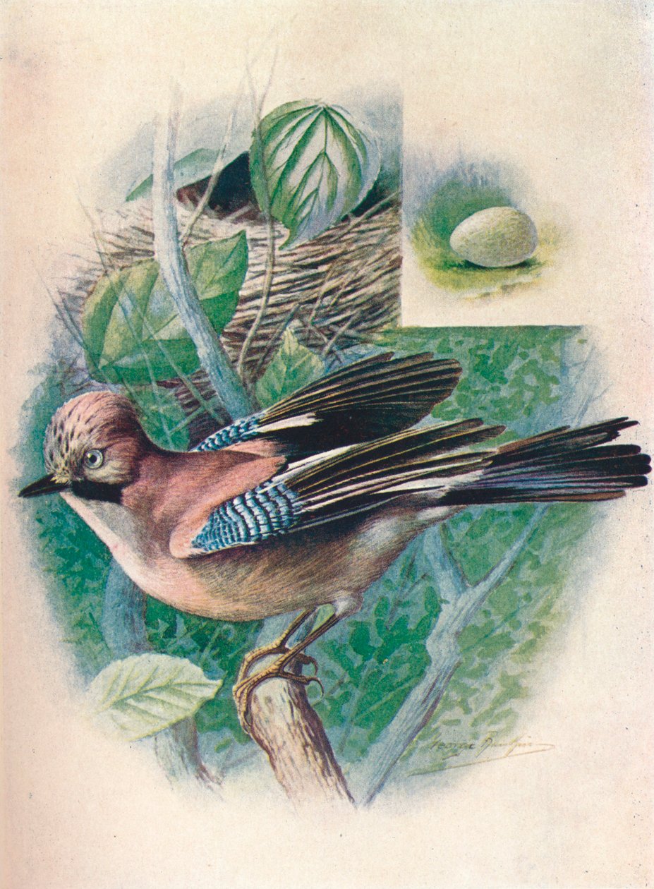 Jay- Garrulus glandarius, c1910, 1910 od George James Rankin