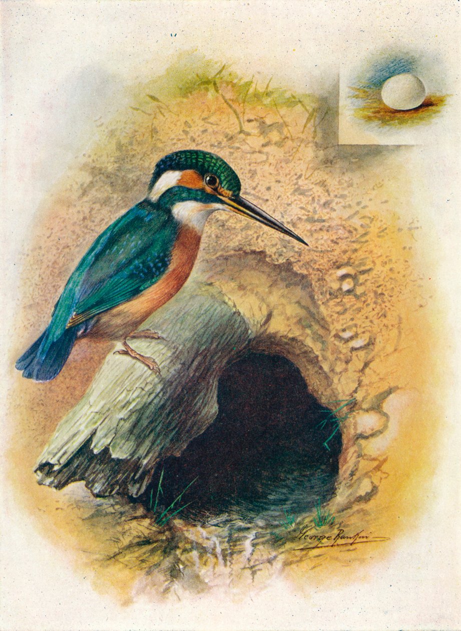 Ledňáček říční - Alcedo ispida, c1910, 1910 od George James Rankin