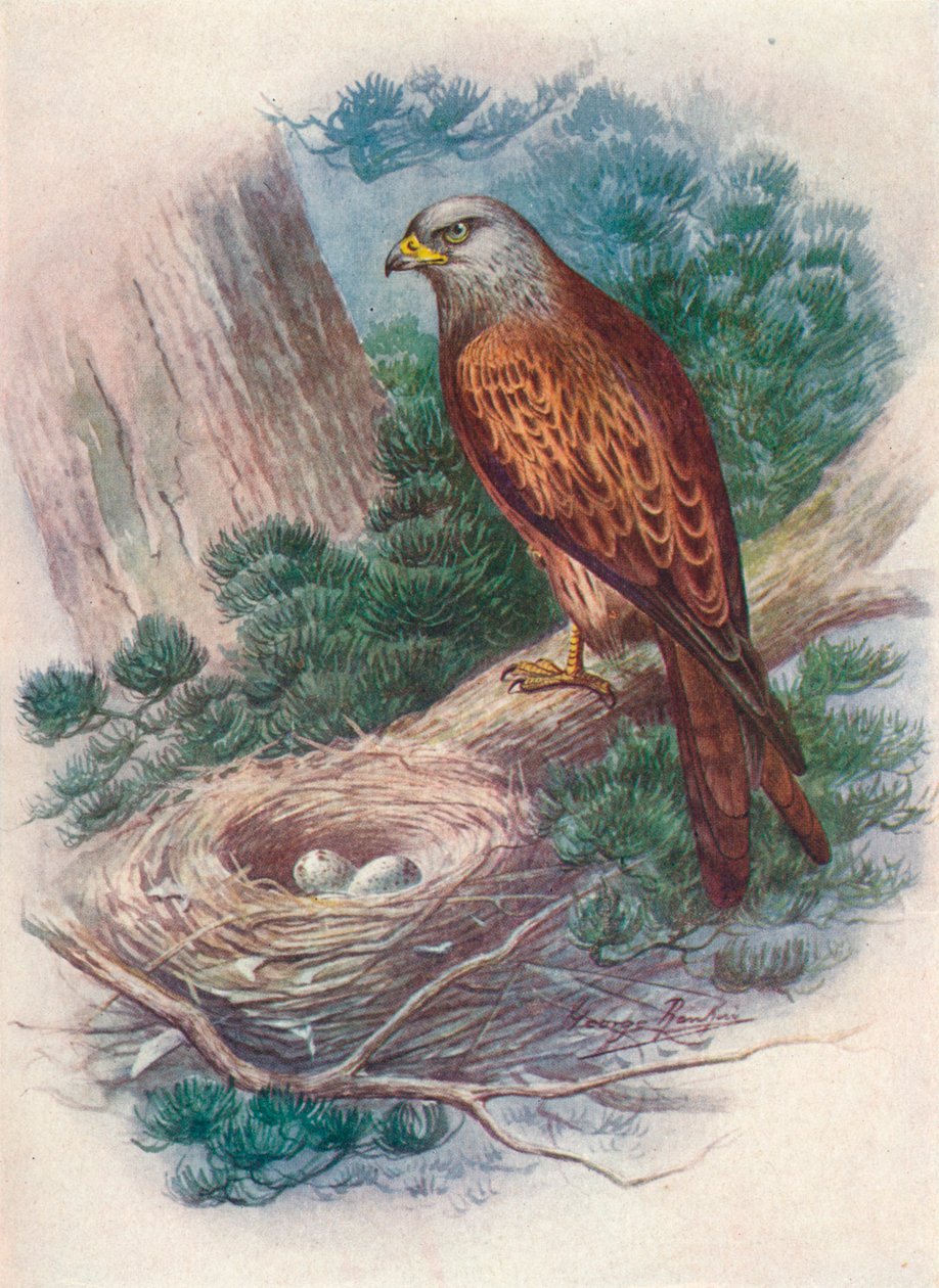 Luňák - Milvus ictinus, c1910, 1910 od George James Rankin